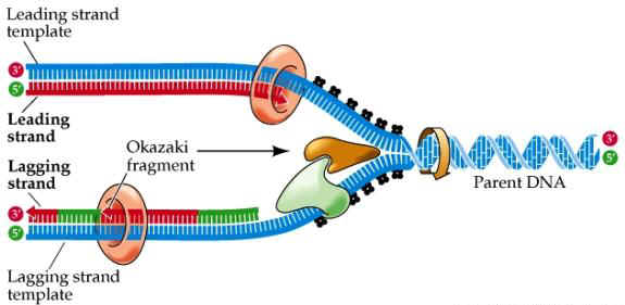 Diagram showing the location of the adrenal glands
