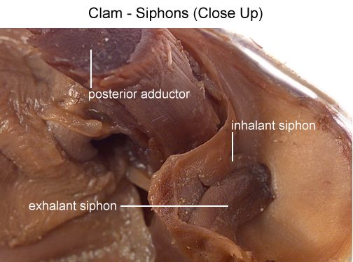 clam organs