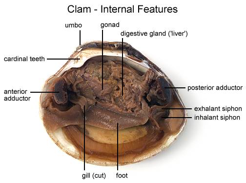 Clam (Mollusca) Dissection - YouTube
