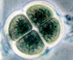 Meiosis Labeling - BIOLOGY JUNCTION