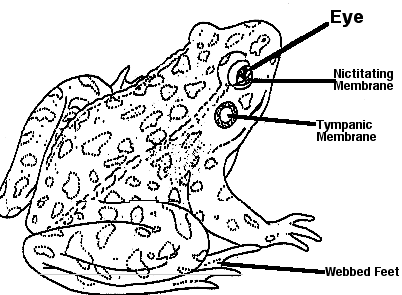 amphibian notes bI