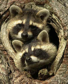 raccoon photograph