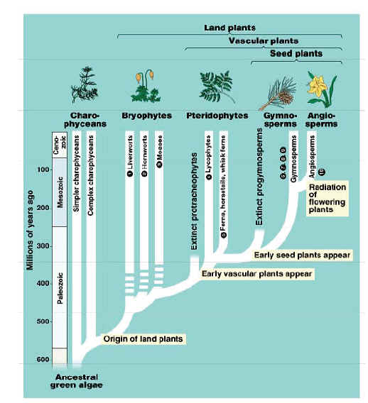 AP Lecture Guide 2930 Plant Diversity BIOLOGY JUNCTION