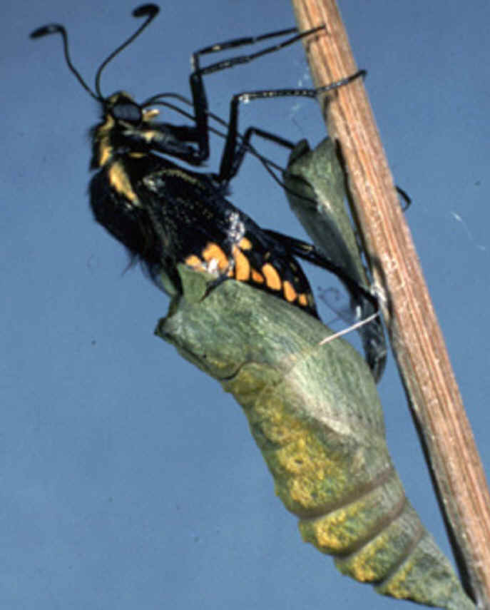 Arthropod BIOLOGY JUNCTION