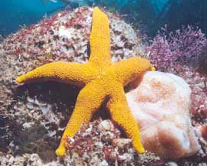 How do echinoderms move?