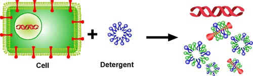 Extracting Dna Biology Junction