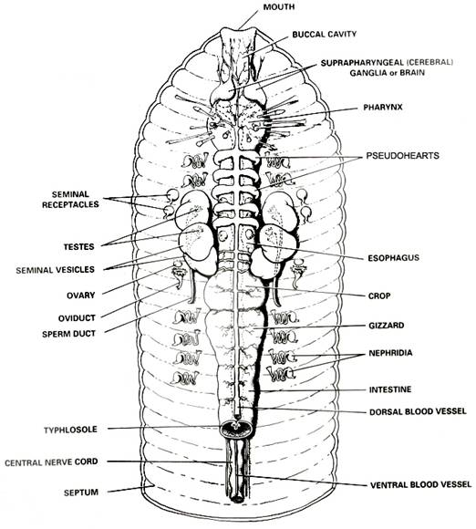 Earthworm Dissection