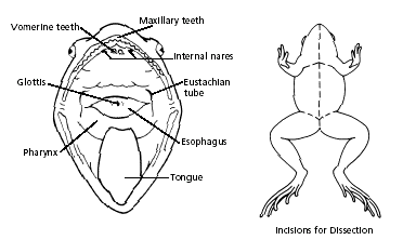 diagrams of frogs