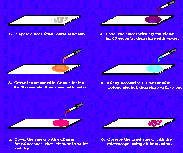 Gram Staining - BIOLOGY JUNCTION