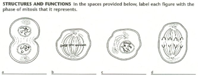 sketch the mitotic stages worksheet answers