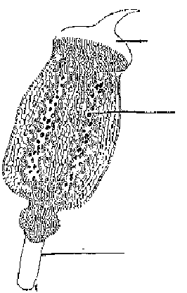 moss sporophyte capsule