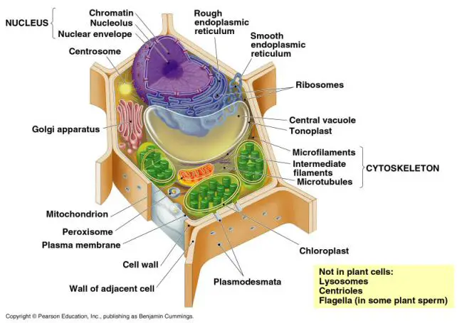animal cell model images. PLANT CELL