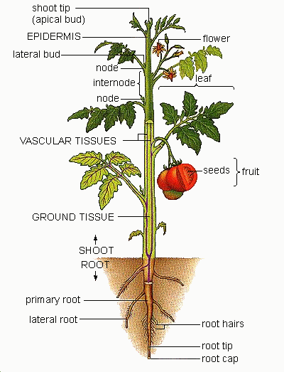 Root Parts