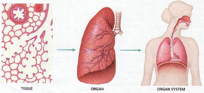 Structure Function Of The Cells BIOLOGY JUNCTION