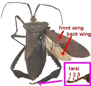 Leaf-footed Bug, family Coreidae