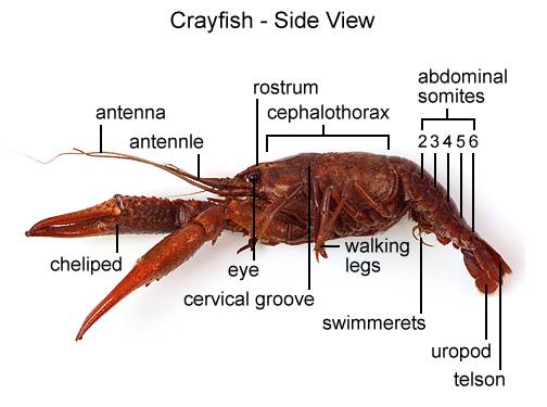 crayfish-dissection-biology-junction