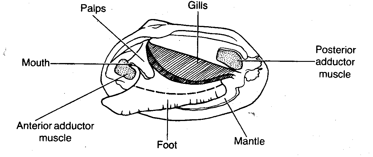 Image result for internal anatomy of a clam