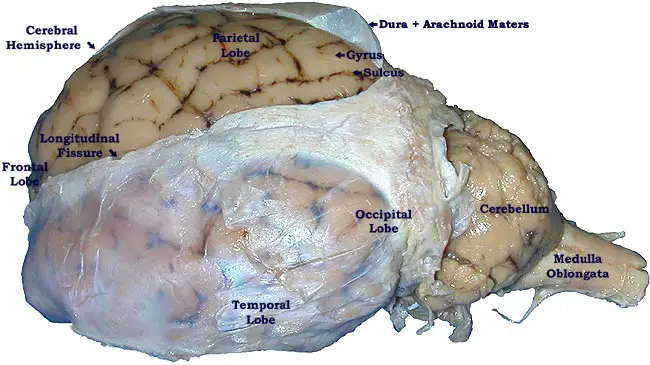 Sheep Brain Dissection Bi Biology Junction