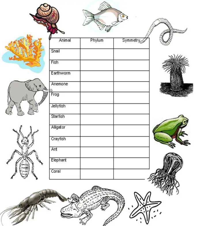 Animal Phyla Chart Answers