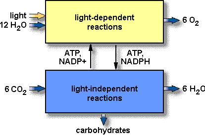Photosynthesis Definition - Nutrition in Plants, Class 7, Science