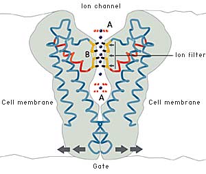 water channels channel filter biologyjunction