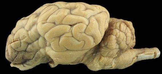 Sheep Brain Dissection Bi Biology Junction