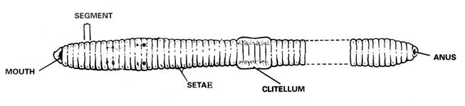 Earthworm Anatomy and Dissection Guide - BIOLOGY JUNCTION