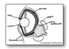 Squid Dissection - BIOLOGY JUNCTION