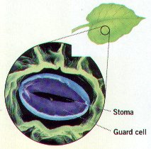 Photosynthesis Definition - Nutrition in Plants, Class 7, Science