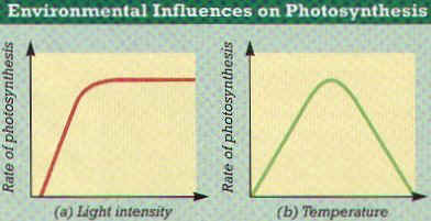Photosynthesis Definition - Nutrition in Plants, Class 7, Science