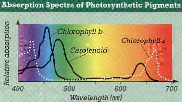 Photosynthesis Definition - Nutrition in Plants, Class 7, Science