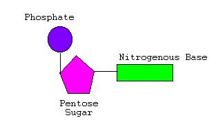 AP Biology Test #3a - Molecular Genetics And Cellular Reproduction - Quiz