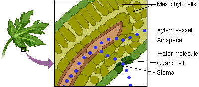 Photosynthesis Definition - Nutrition in Plants, Class 7, Science