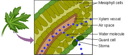 Water Movement in Celery Stems - BIOLOGY JUNCTION