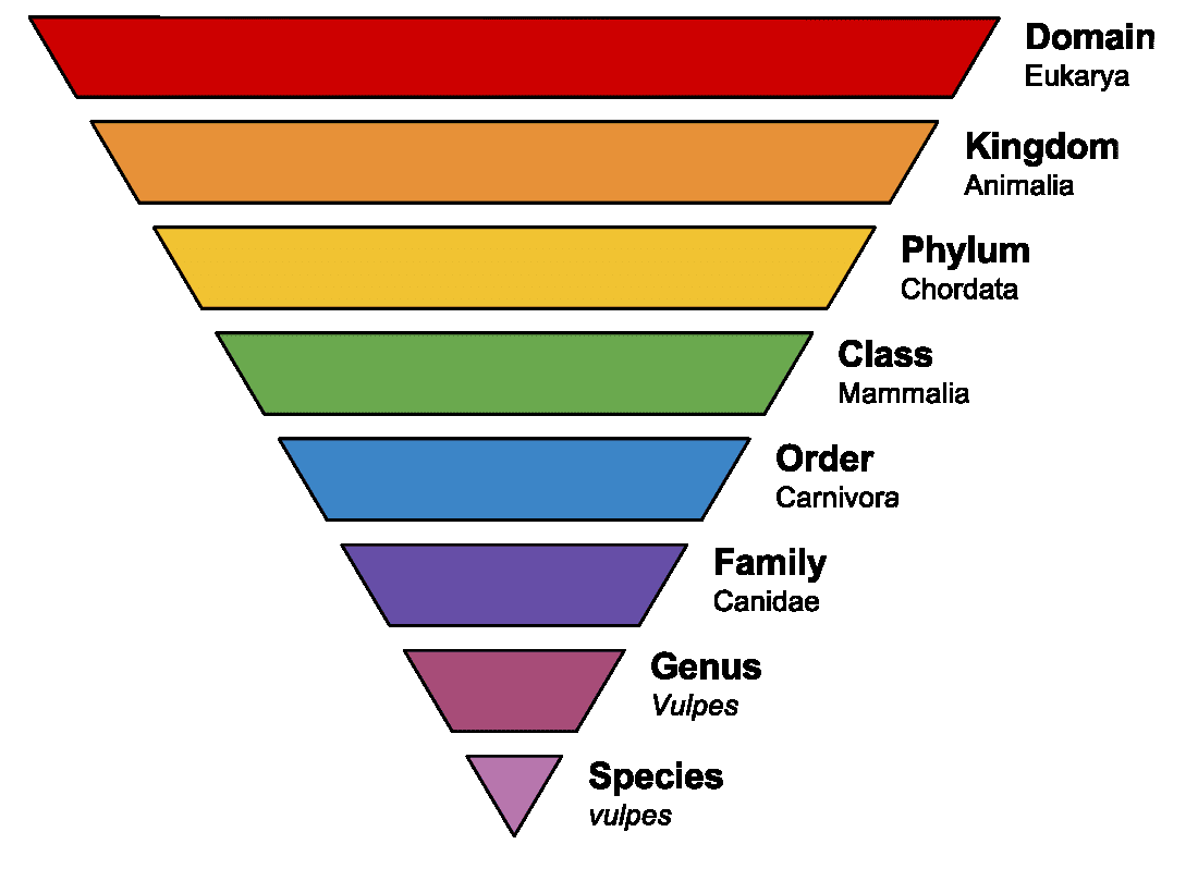 Taxonomic Ranks diagram