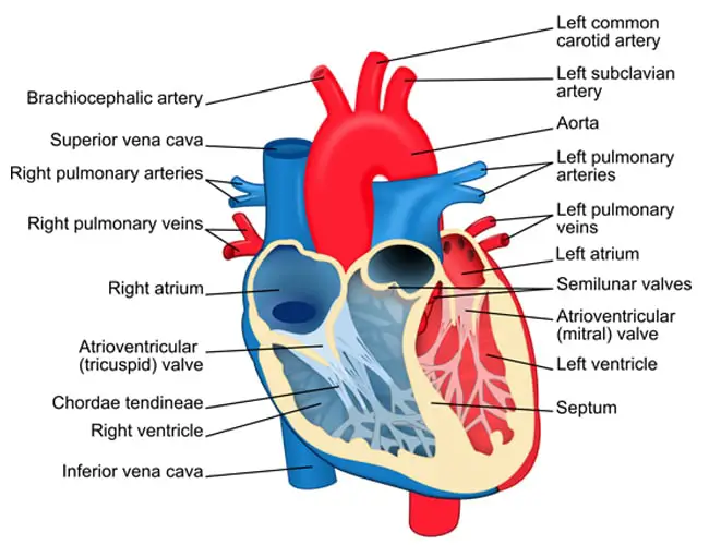 heart illustration model