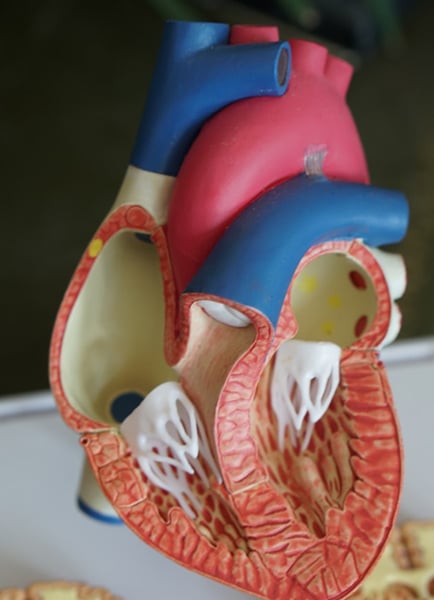 humna heart model sectioned