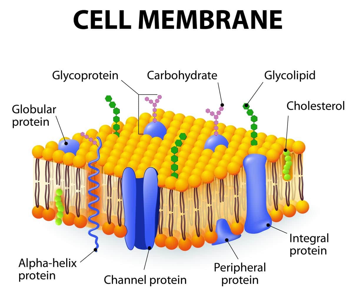 the importance of membranes of different types of cells essay